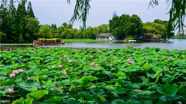 A summer stroll among lotuses at Daming Lake