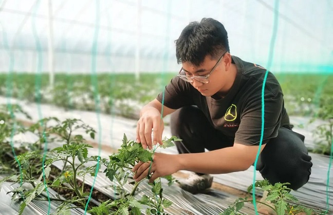 22-year-old farmer cultivates tomatoes in Jinan village