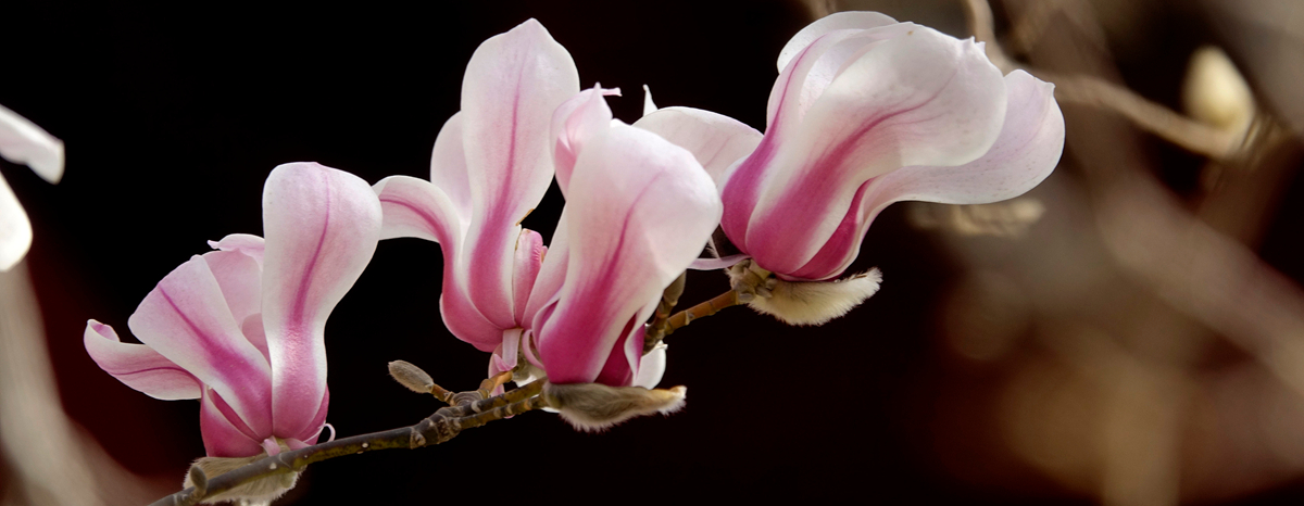 Early magnolia blossoms signal spring in Jinan