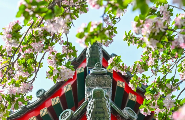 Spring blooms fuel Jinan's flower economy