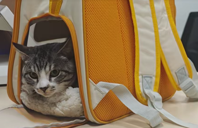 Jinan leads pet transport services on high-speed rail