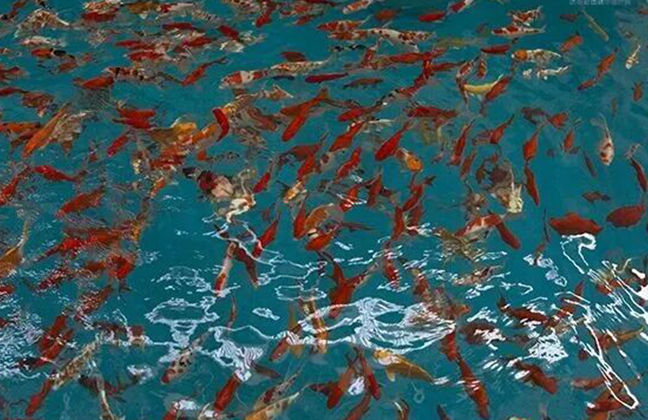 Jinan leads modern fishery industry with smart, green model