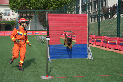 Jinan hosts rescue dog competition across six disaster scenarios