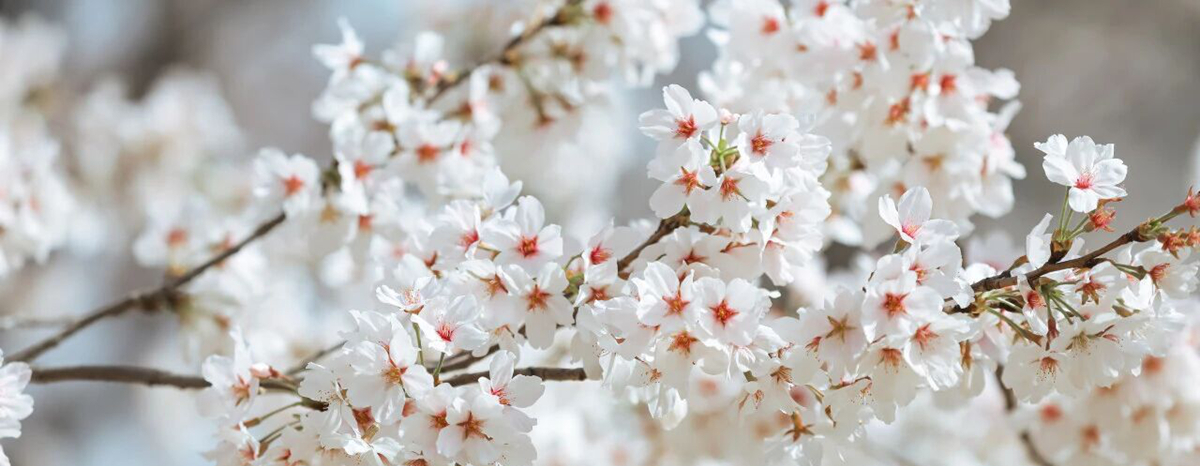 Cherry blossoms paint Jinan in romance