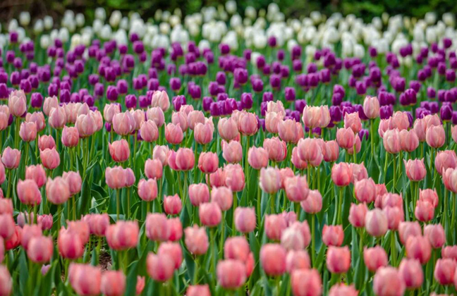 Spring escape: Vibrant flower seas of Red Leaf Valley