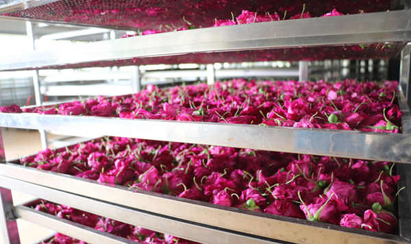 Integrated rose value chain drives rural vitalization in Pingyin