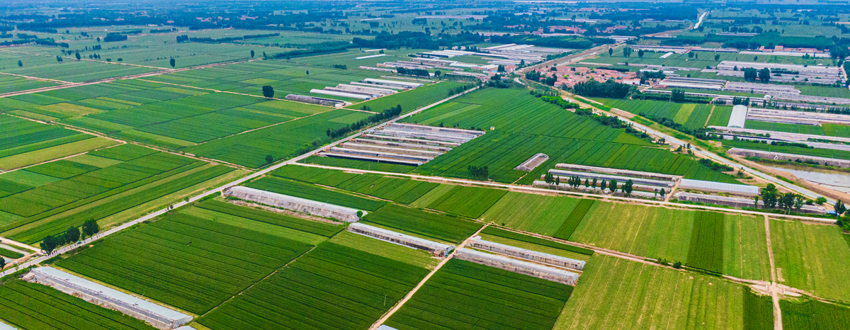 Jinan to expand agricultural footprint during HK–Macao–Shandong week