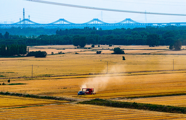 Jinan speeds up summer harvest