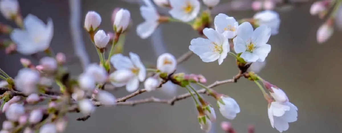 Cherry blossom festival kicks off in Jinan