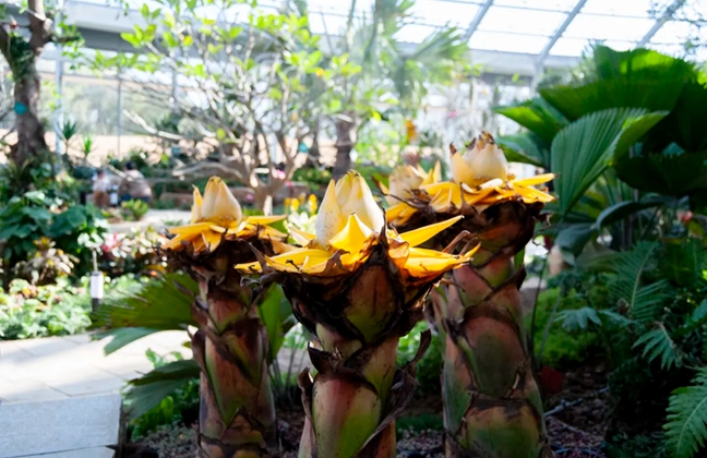 Recommended indoor green spots in Jinan