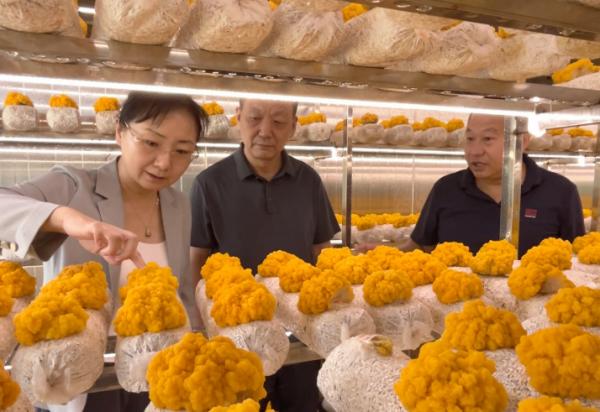 Spring water cultivation brings new vitality to Jinan's countryside