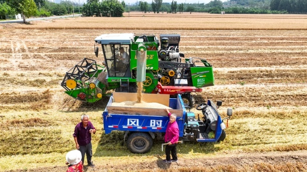 Wheat harvest season begins in Jinan
