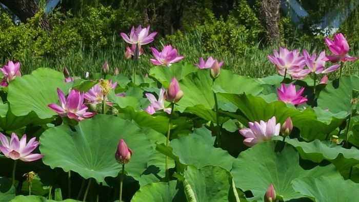 Lotus flowers reach peak bloom at Quancheng Park