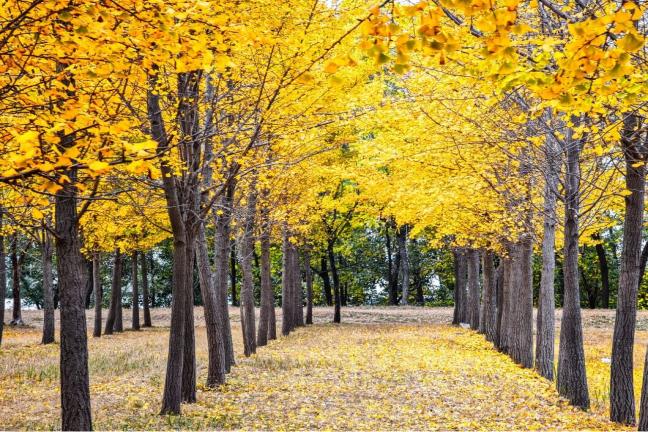 Jinan becomes a sea of gold