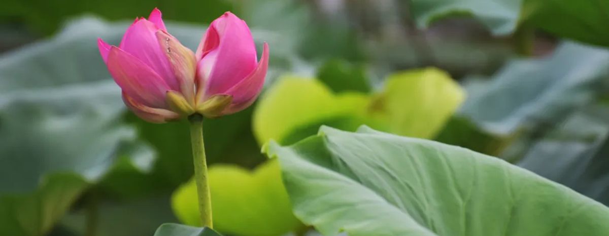 Twin lotus enchants Daming Lake