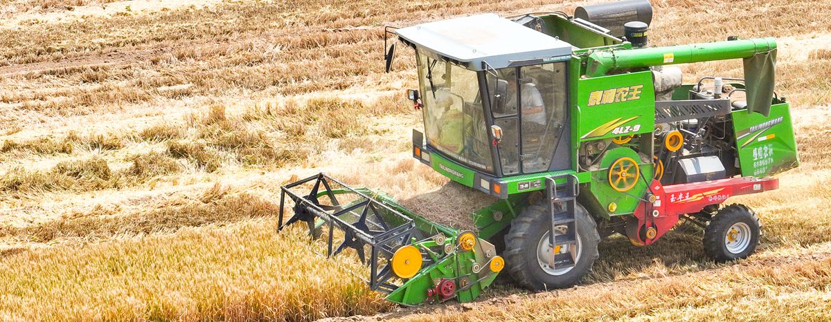 Wheat harvest season begins in Jinan