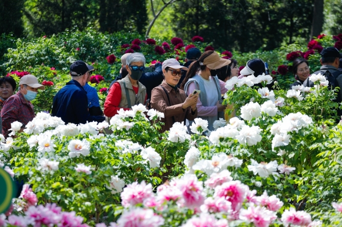 Peonies in full bloom at Quancheng Park