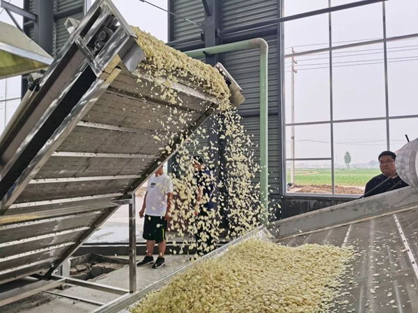 Scientific innovation revitalizes garlic industry in Jinan