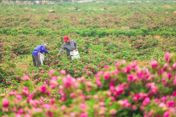 Jinan's Pingyin rose gets new identity