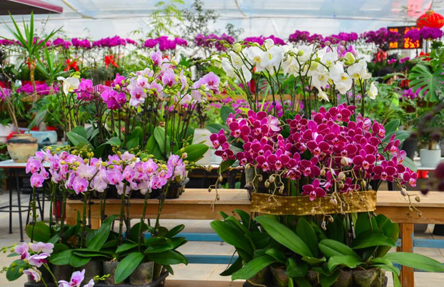 Jinan's floral industry blooms for Spring Festival