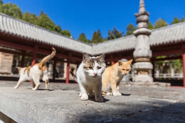 Explore 'cats temple' in Jinan's southern mountainous area