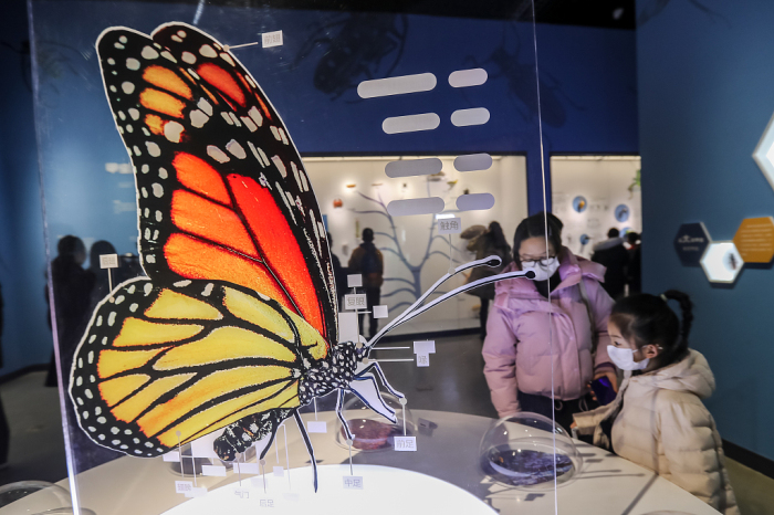 diverse insect specimens exhibited at shandong museum