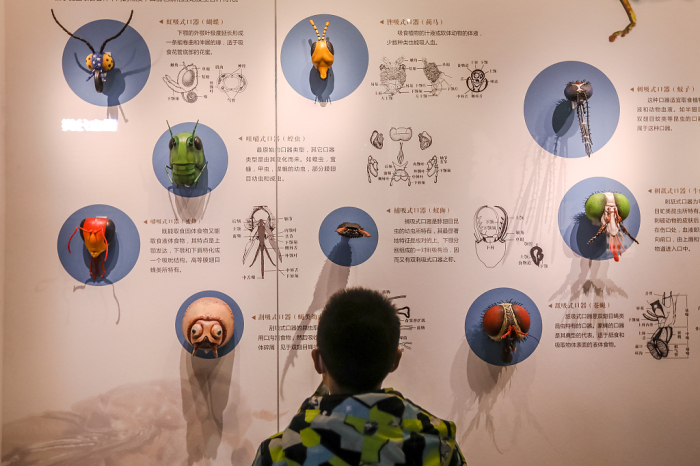 diverse insect specimens exhibited at shandong museum